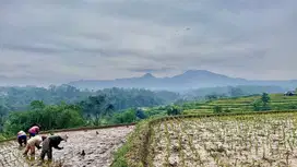 Tanah Sawah Produktif Pemandangan Bagus Dekat ke Gerbang Tol Darangdan