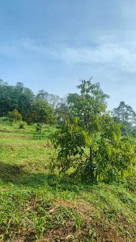COCOK UNTUK INVESTASI ! Kebun Durian Lahan Produktif Akses Lokasi Oke