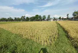 Dijual tanah pinggir jalan provinsi rambipuji - balung