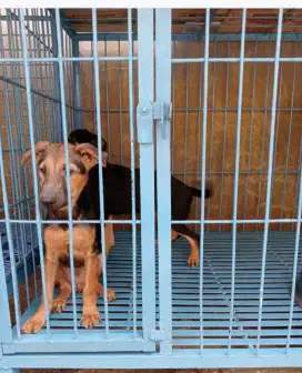 HERDER VS MALINOIS MIX