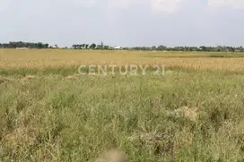 Tanah Sawah Siap Dikelola Di Daerah Sukatani Cikarang