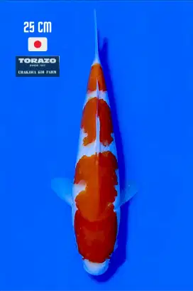21 Ekor IKAN KOI IMPORT