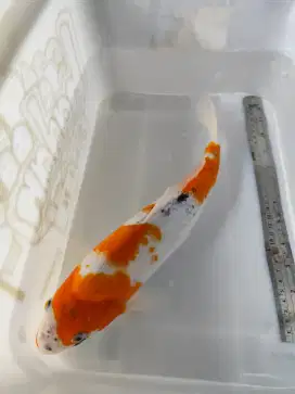 BORONGAN IKAN KOI