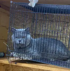 Bsh Blue Solid Pedigree Wcf Super Bigbone