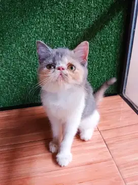 KUCING PERSIA PEAKNOSE KITTEN EXO