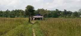 Tanah kebun strategis dijual murah