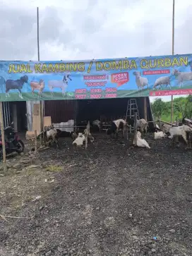 Jual kambing qurban