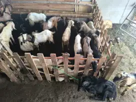 Jual kambing qurban