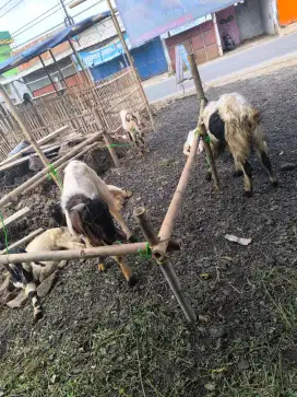 Jual kambing qurban