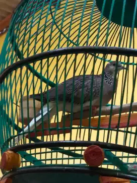 Jual burung derkuku blorok pejantan kuk 2 murah meriah