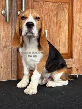 Puppy Beagle Jantan, Si Kecil Ceria dan Penuh Kasih!