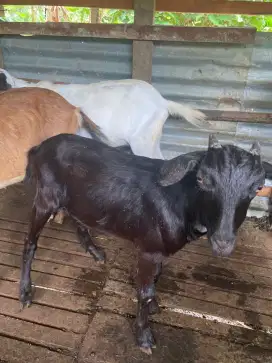 Reddy kambing kurban/akikah