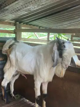 Reddy kambing kurban/akikah jual cepat