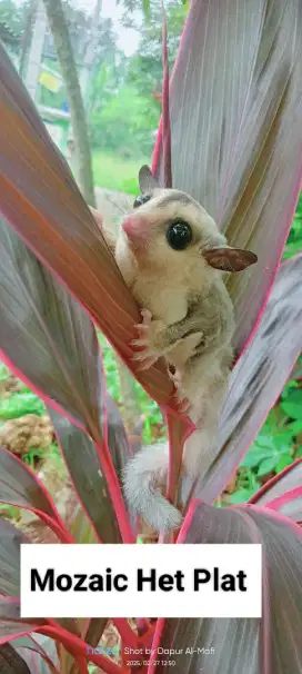 Sugar glider CG het cream x Moza Het plat