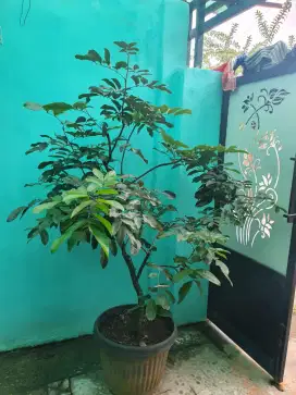 Kelengkeng merah Ruby pohon sedang berbuah