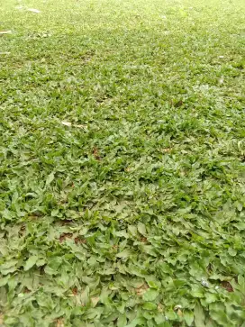 Tukang rumput gajah mini