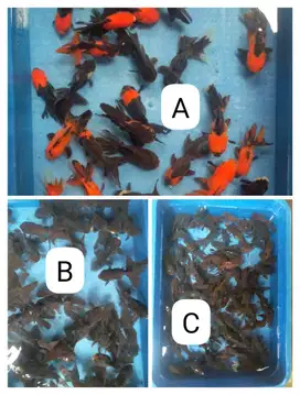 Ikan Hias Koki Oranda atau biasa disebut Panda