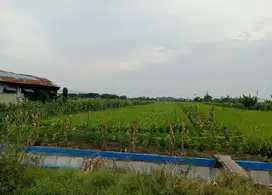 Jual Tanah Jl. Dr Wahidin Sudirohusodo Kedamean Gresik Dekat Citraland