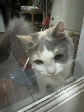 Open adopt kucing