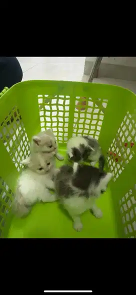 Open adopt kucing