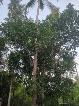 Pohon kelapa tua