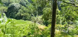 Puncak - cianjur, Luas tanah 6 Hektar