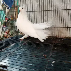 Merpati hias betina
