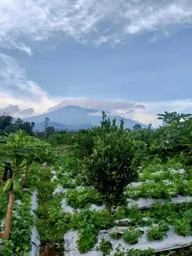 Kebun Jeruk Ngenep Karang Ploso Malang