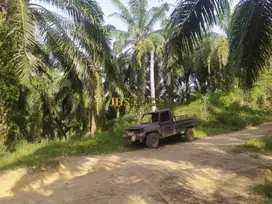 Dijual Kebun Sawit di Desa Bukit Mas Kec. Besitang - Langkat