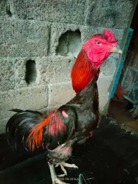 Ayam bangkok siap Adu...Ukuran 4.5