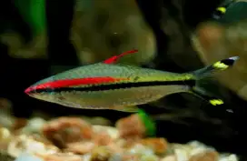 Ikan Hias Pontius