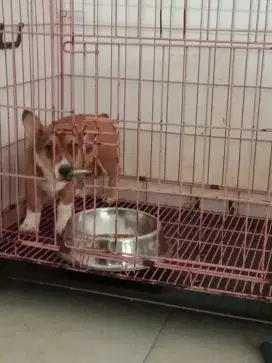 Corgi mix kosongan