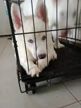 Siberian Husky mata blue eyes