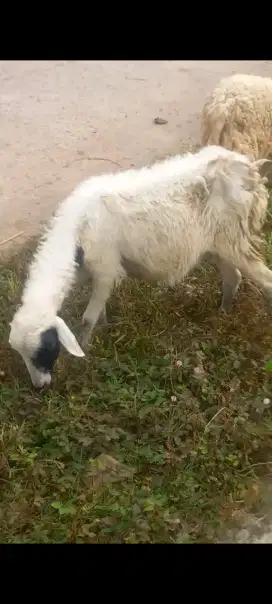 Kambing domba betina