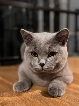 Bsh fawn anakan impor kwalitas show no munchkin scothies peak