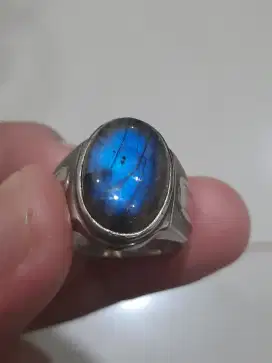 Labrador biru super