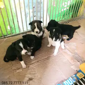 Anak anjing mongrel, jantan & betina, umur 1 bulan (minat serius WA)