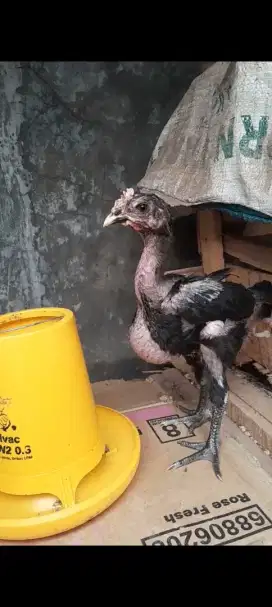 Anak ayam pelung trah super jumbo sepasang