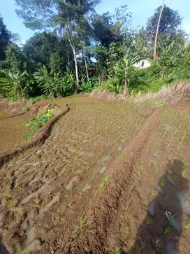 DIJUAL TANAH dan SAWAH