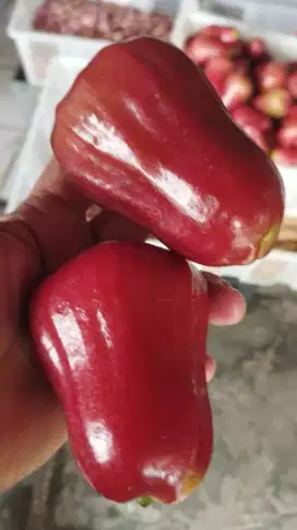Jambu citra 1kg