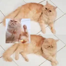 PERSIA PEAKNOSE PEJANTAN TANGGUH TAPI MANJA