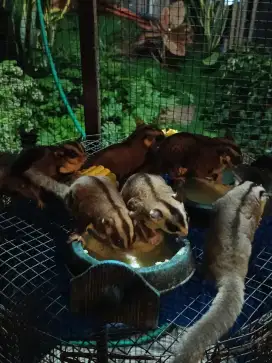Jual Sugar glider murah