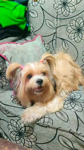 Shihtzu Betina Indukan & Maltese Betina Indukan