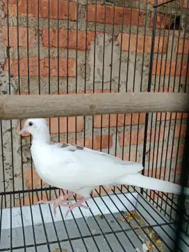Burung Tekukur warna blackspot