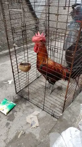 Jual ayam 1 pasang ayam