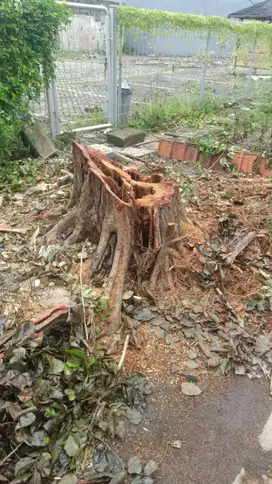 Jasa Potong Pohon | Potong Rumput | Bersihkan Got Saluran | Surabaya