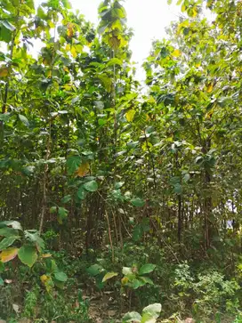 Dijual Tanah tanpa Perantara dan lokasi strategis