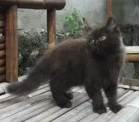 Lepas Adopsi Kitten Persia Jantan