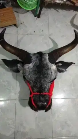 Kepala Bantengan