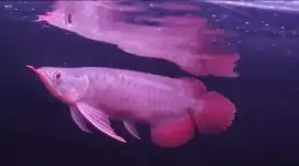 Ikan arwana super red